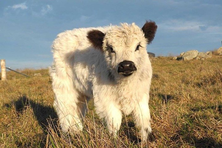 You Can Now Own A Miniature Cow Better Homes And Gardens