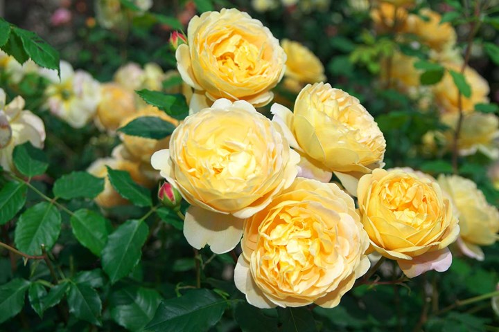 Yellow roses