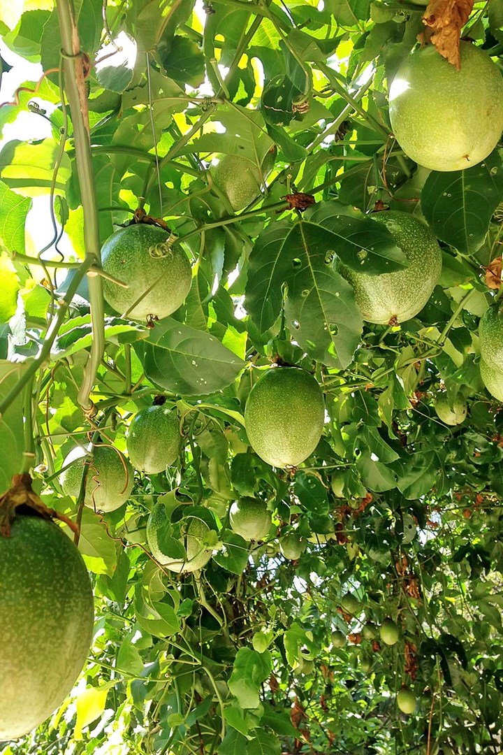 Passionfruit tree