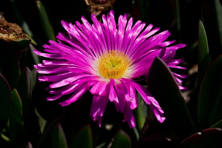 Everything you to know about pigface | Better Homes and Gardens