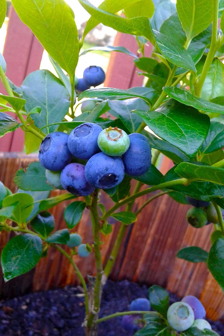 How do you blueberries in a pot | Better and