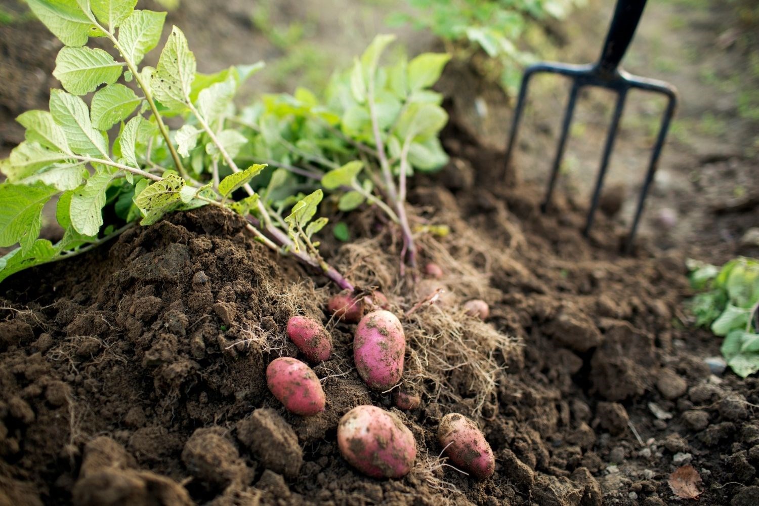 soil erde kartoffelpflanze farbsuche plainpicture bhg