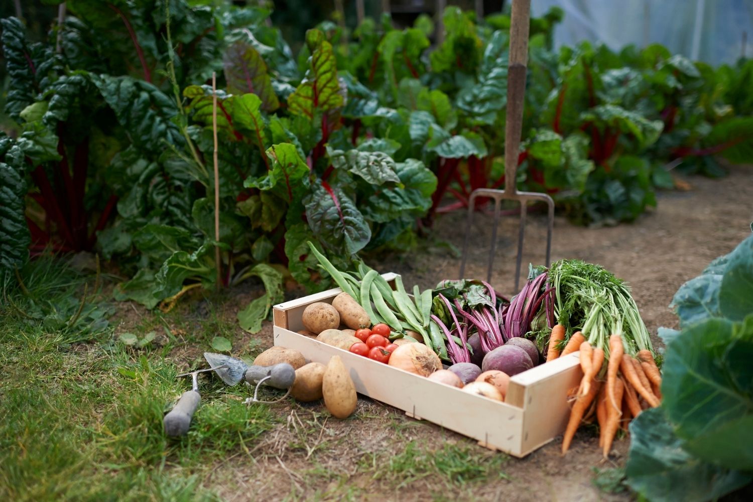How to grow a vegetable garden | Better Homes and Gardens