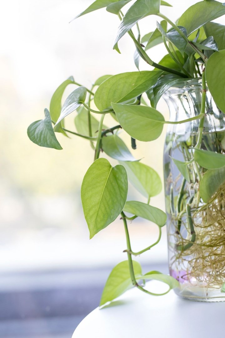 Indoor plants that will grow in water without dirt