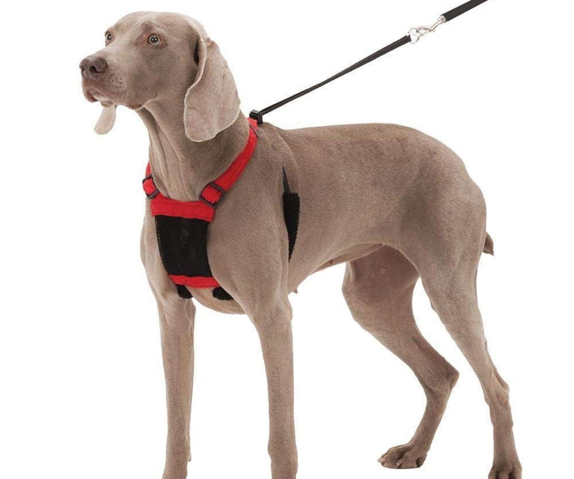 How To Put On A Kmart Dog Harness On Sale, Save 54% | idiomas.to.senac.br