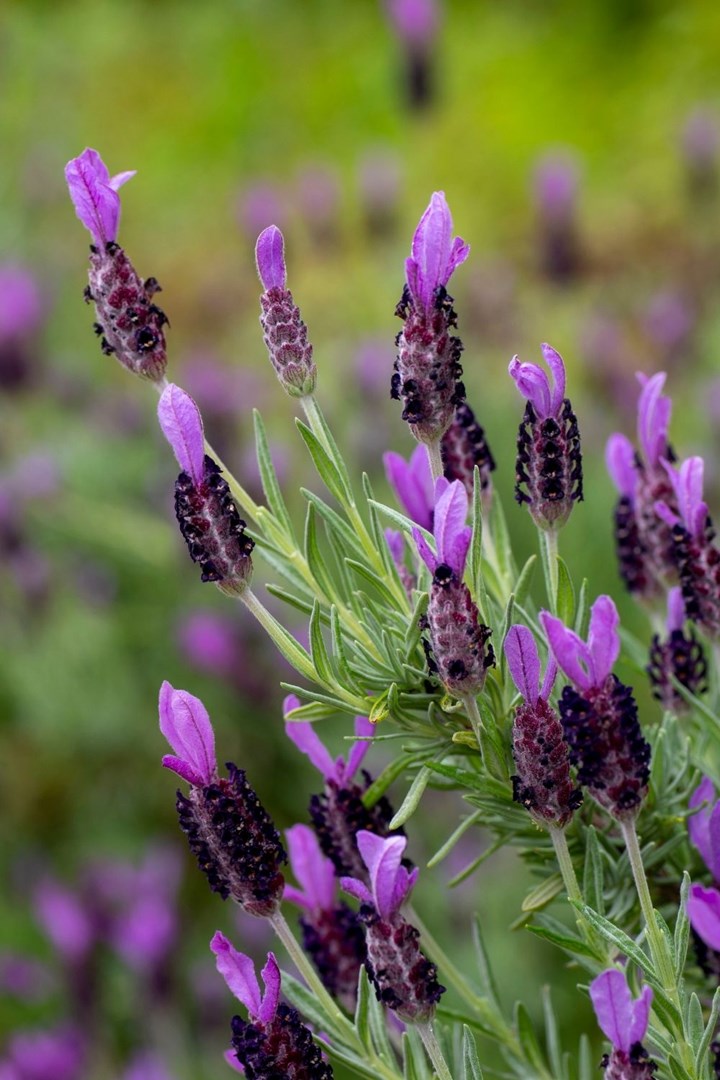 Pruning lavender: how to care for your lavender plant