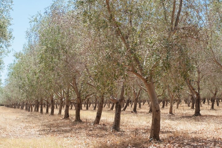كم من الوقت يستغرق ثمار شجرة الزيتون
