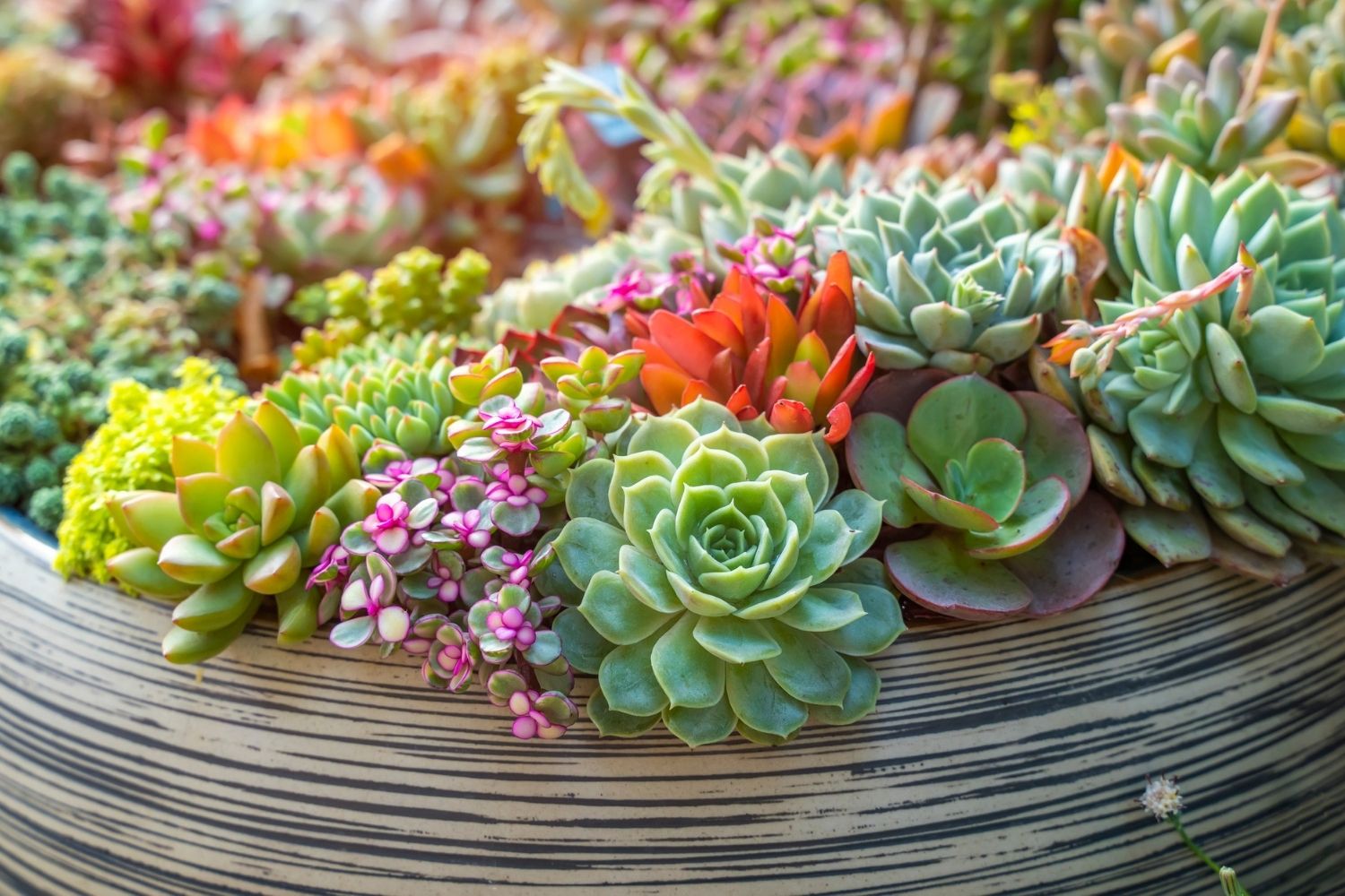 How To Grow Succulents A Beginner S, How To Plant Succulents In The Ground