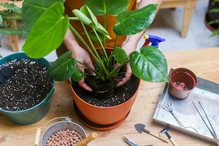 How save a dying plant | Homes and Gardens