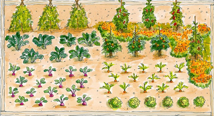 Start A Vegetable Garden Better Homes And Gardens
