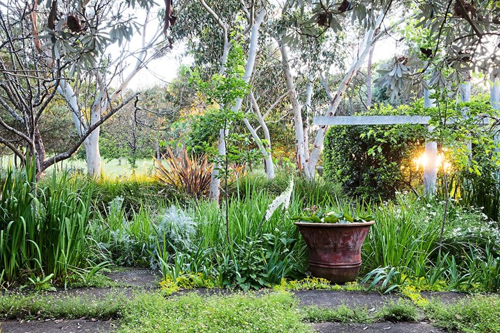 Philip Cox's garden Thubbul