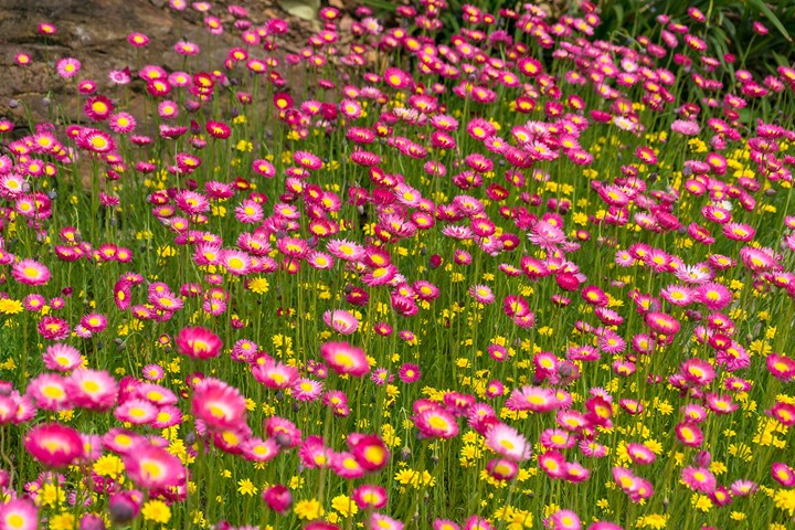 Australian Native Plants The Essential, Small Pink Ground Cover Plants Full Sun Low Maintenance Australia