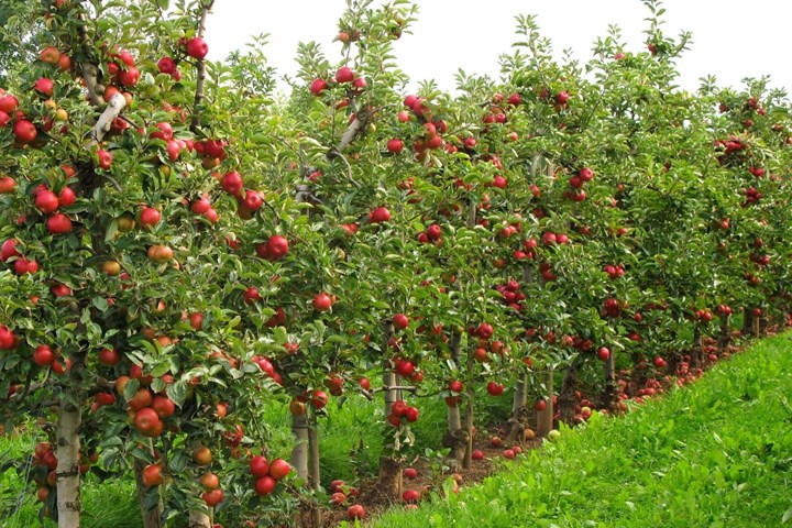 Where to buy dwarf fruit trees perth