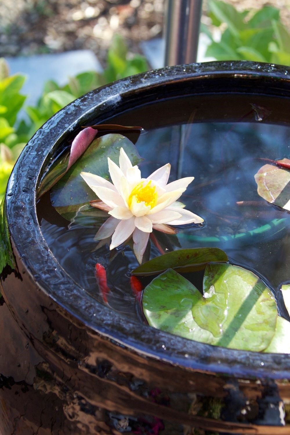 How to make a garden pond using a pot | Better Homes and Gardens