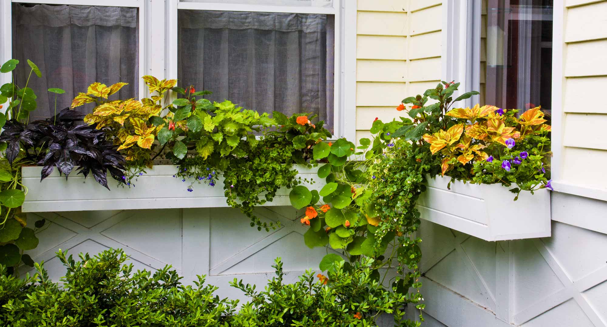 Make your very own adorable window planter box Better 