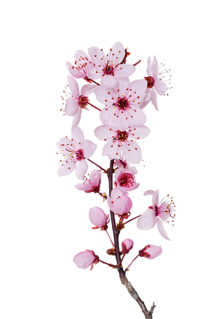 How to grow cherry blossom in Australia