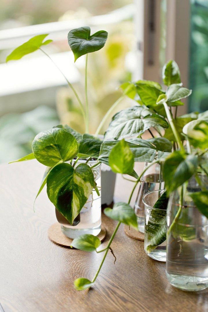 How to Propagate Plants