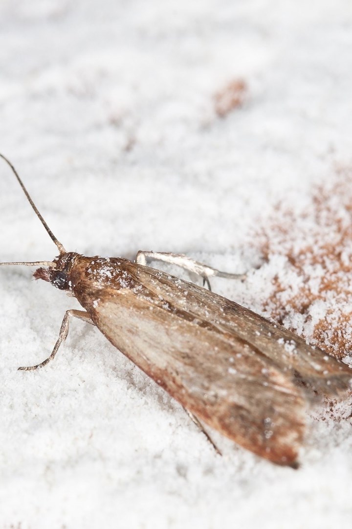 Homemade Moth Repellent – Get Rid Of Moths, Naturally