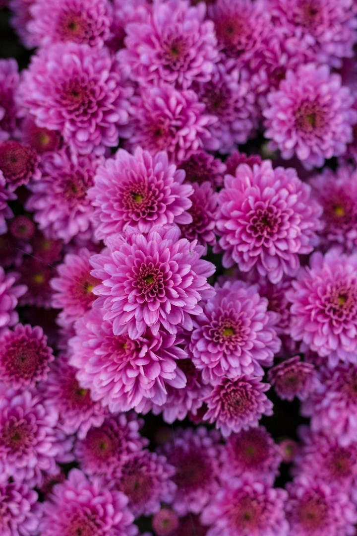 Purple flowers in close-up of chrysanthemums