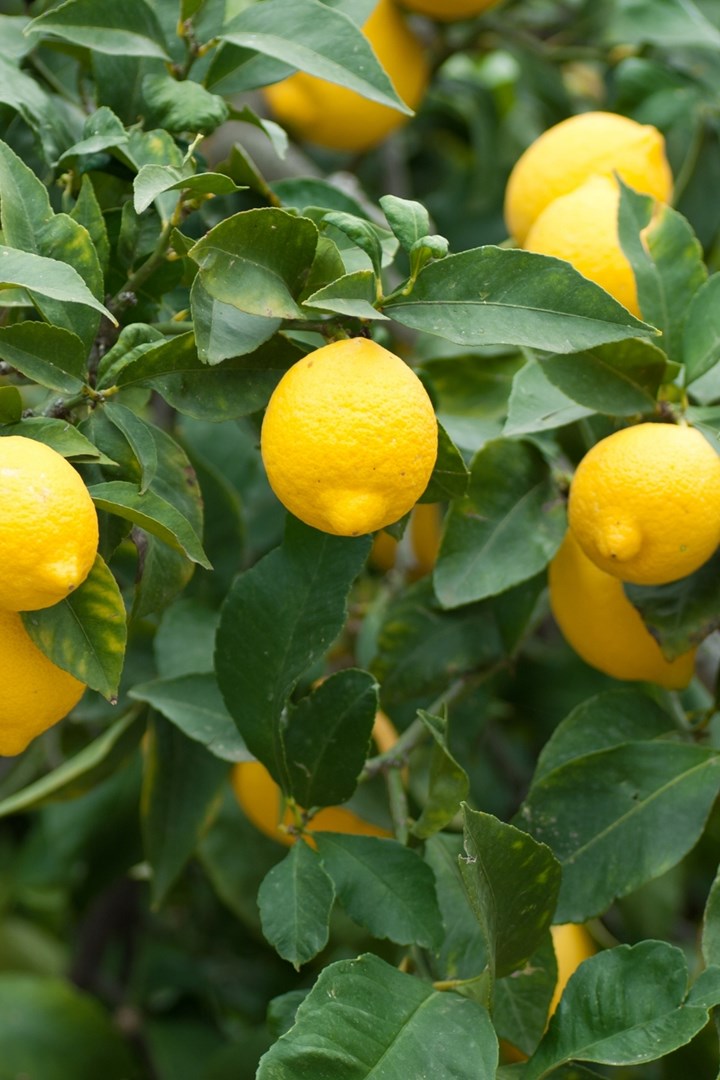 Do lemon trees make fruit all year long