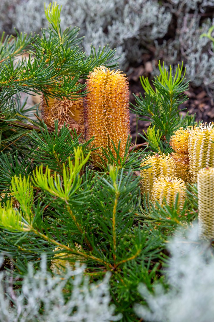 Banksia 'Stumpy Gold'