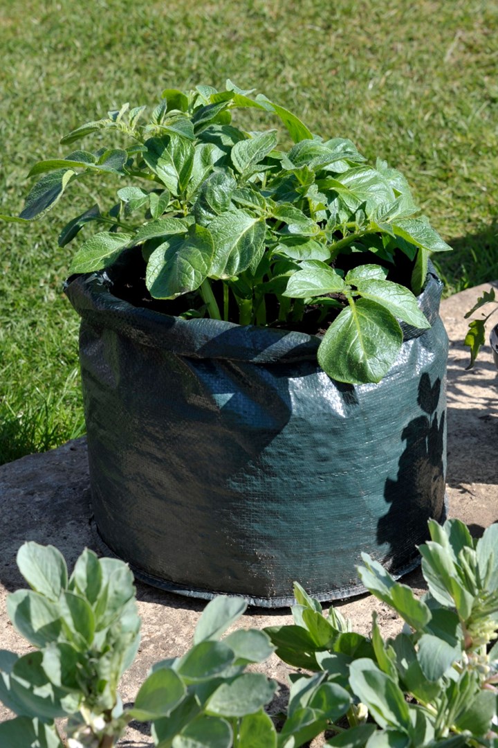 How to Grow Potatoes in Grow Bags 