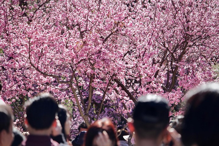 Auburn cherry blossom festival