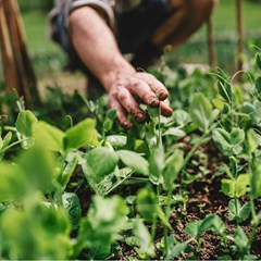 6 fast-growing vegetables for impatient gardeners