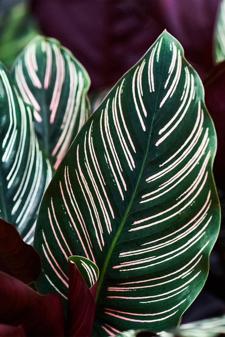 Zebra Plant
