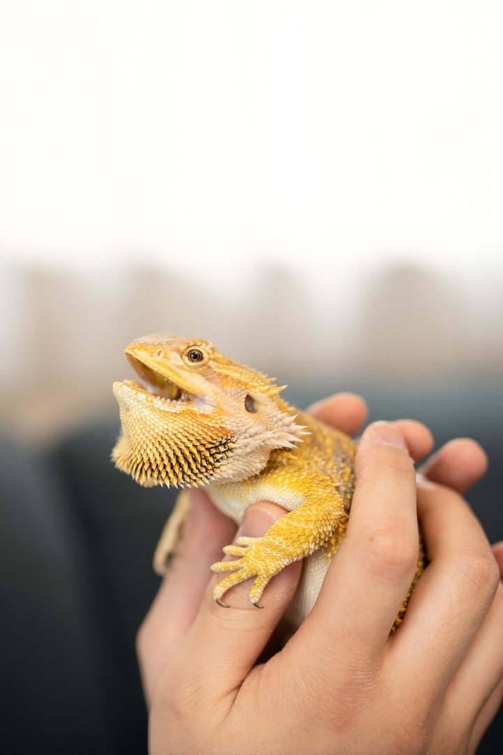 bearded dragon pet