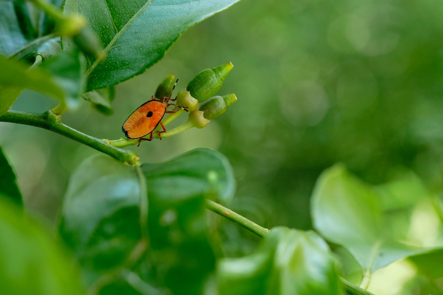 How To deal With Stink Bugs on Your Citrus Trees | Better Homes and Gardens