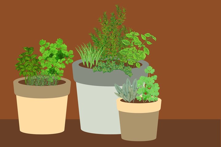 potted-herbs-design