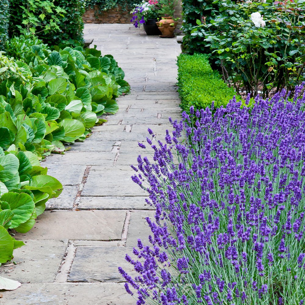 How to grow lavender Better Homes and Gardens