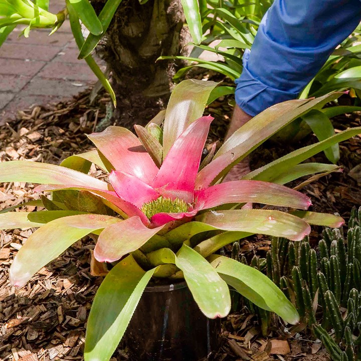 Bromeliad tree: How to turn it into beautiful artwork | Better Homes and  Gardens