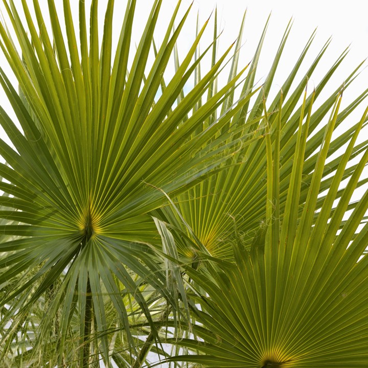 5 Fabulous Palms To Plant Better Homes And Gardens