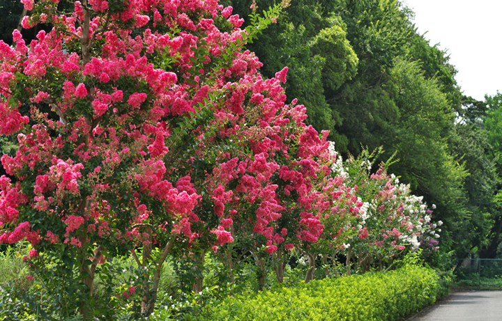 Crepe Myrtles Better Homes And Gardens