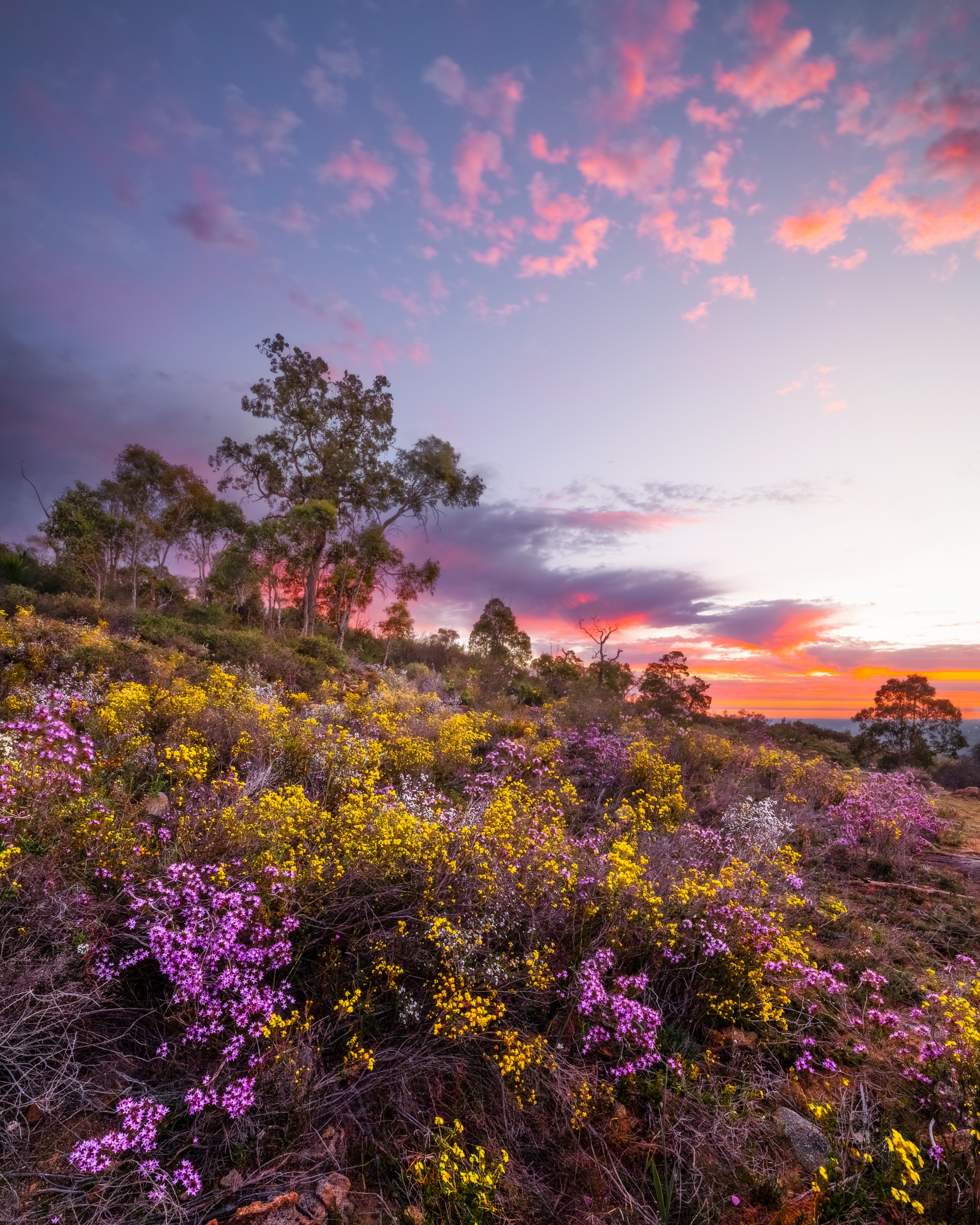 purple sky with trees in background and wildflowers in colours of yellow purple and white