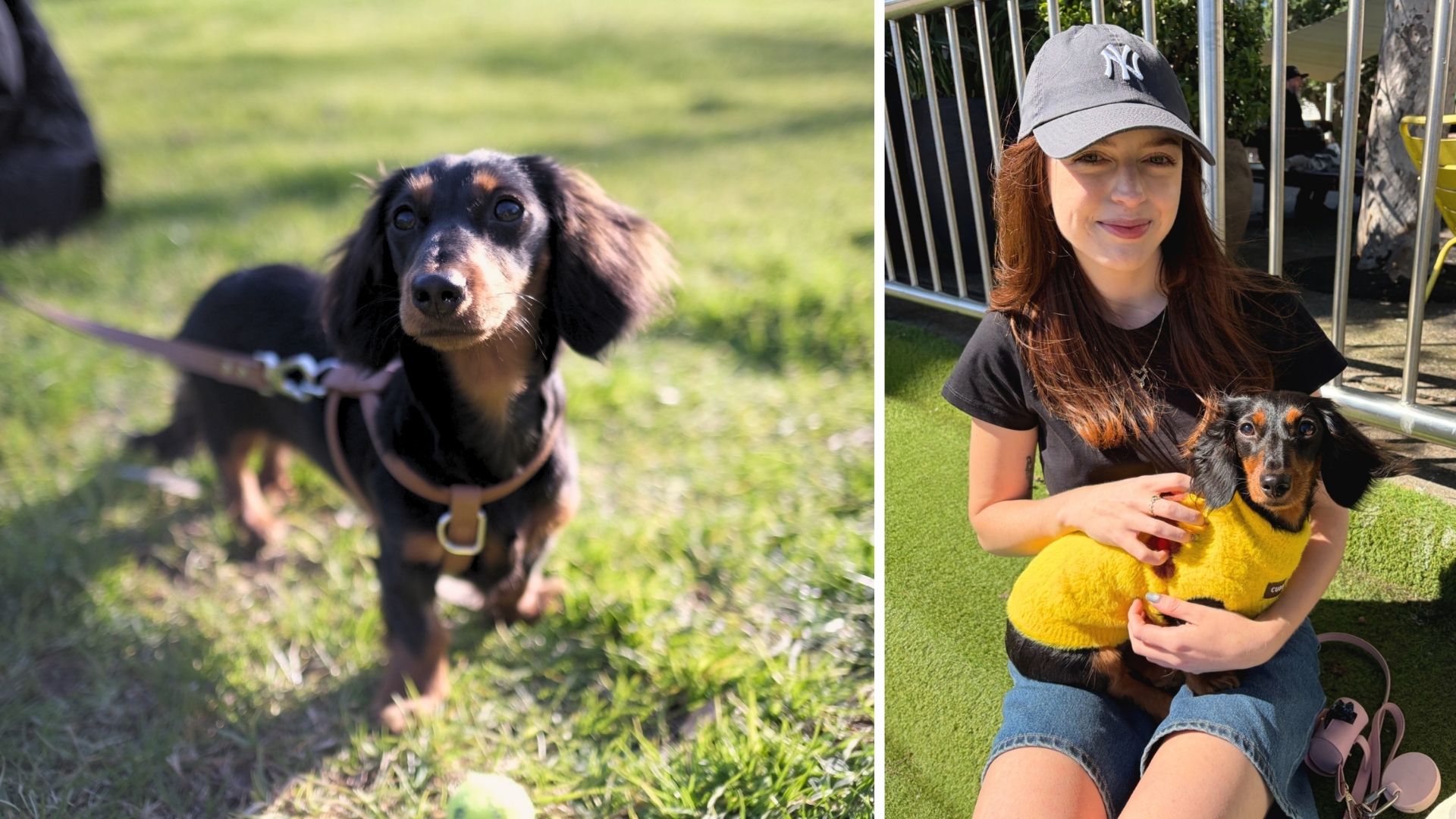 5 pet-proofing hacks I wish I knew before adopting a puppy