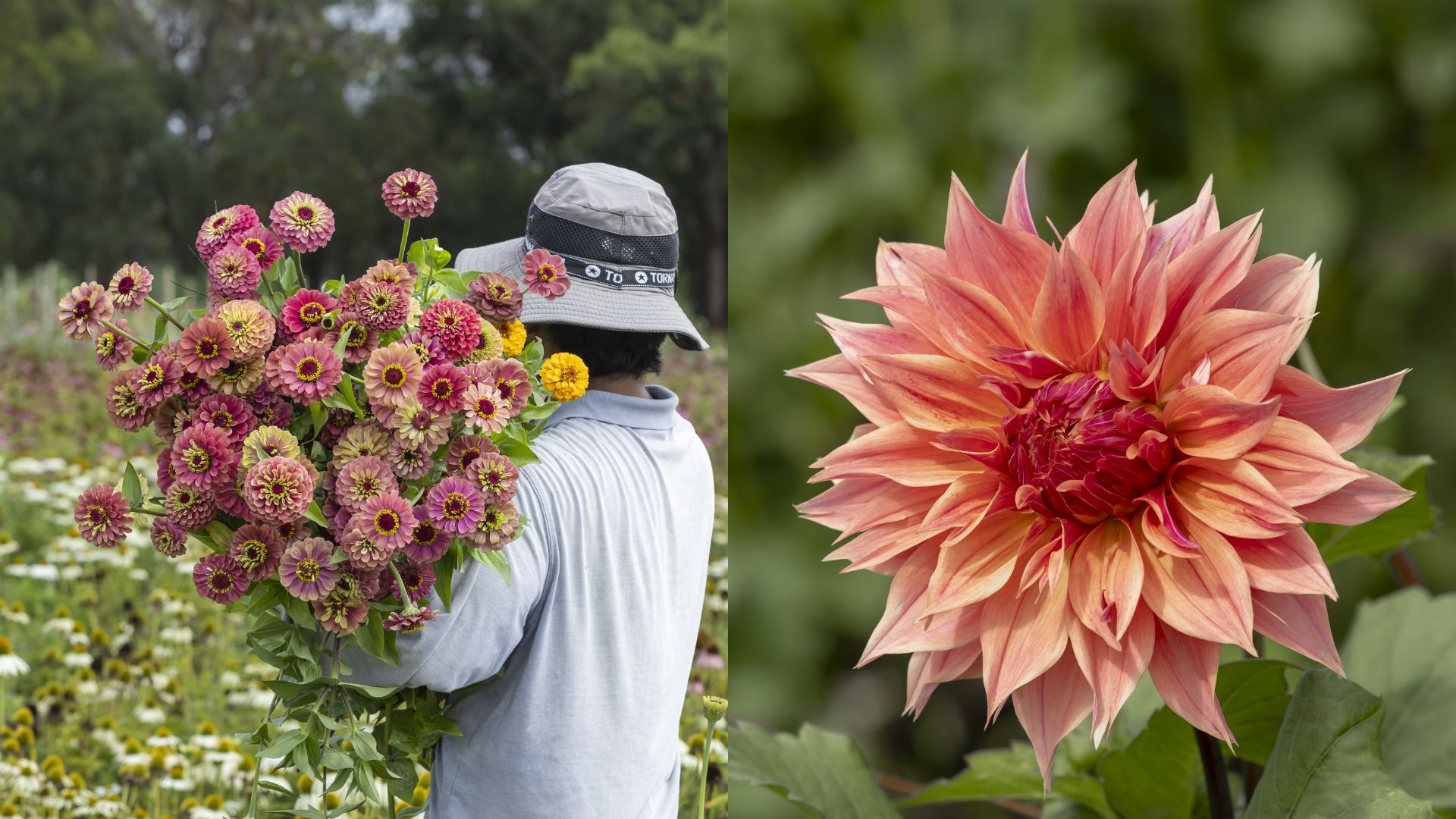 Visit the stunning NSW flower farm that’s inspiring gardeners to grow cutting gardens