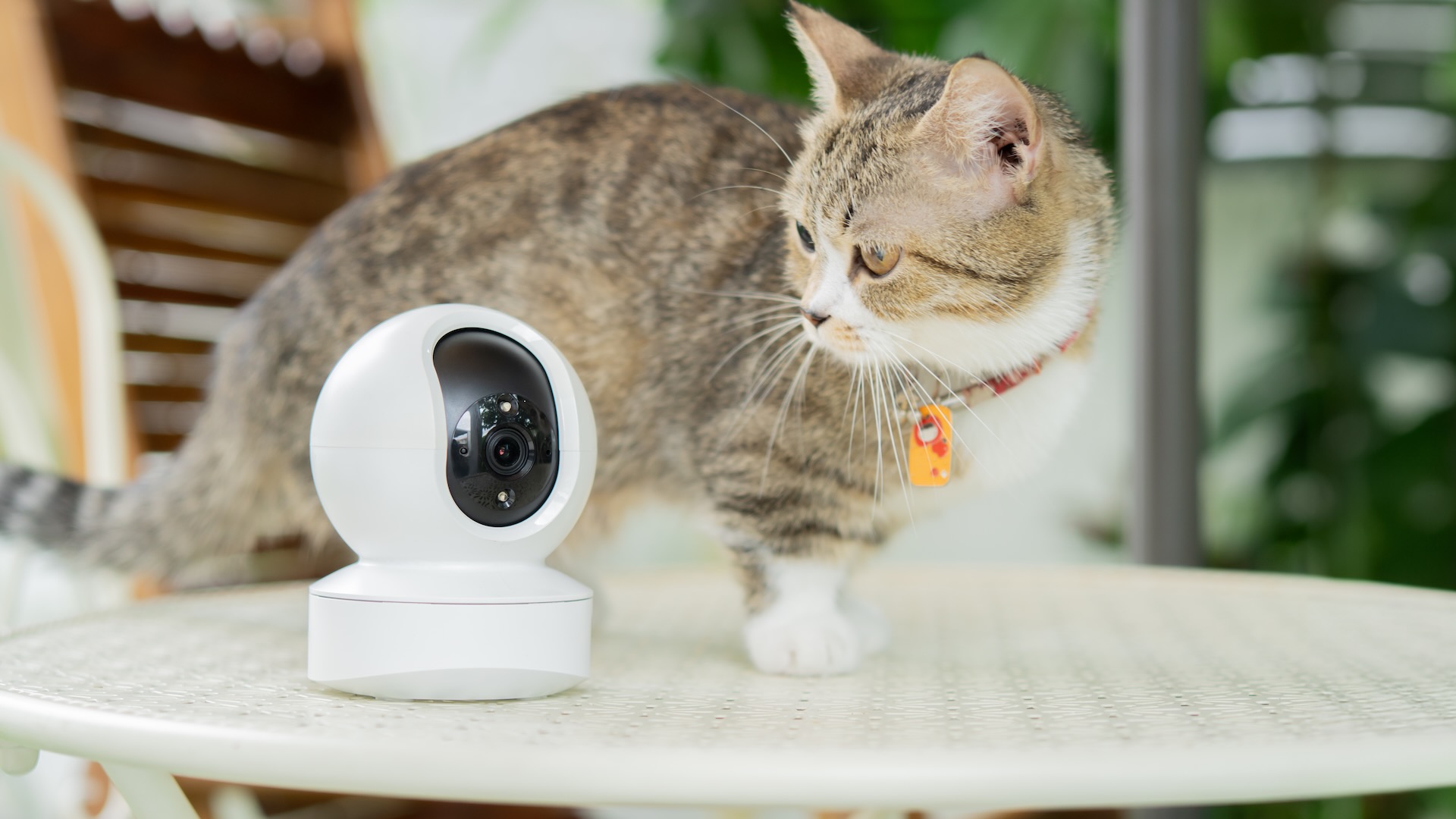 Heading back to routine? These pet cameras help you keep an eye on things at home