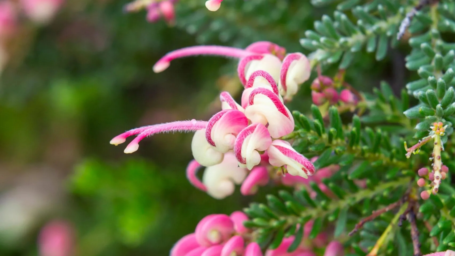 The ultimate guide to Australian native flowers