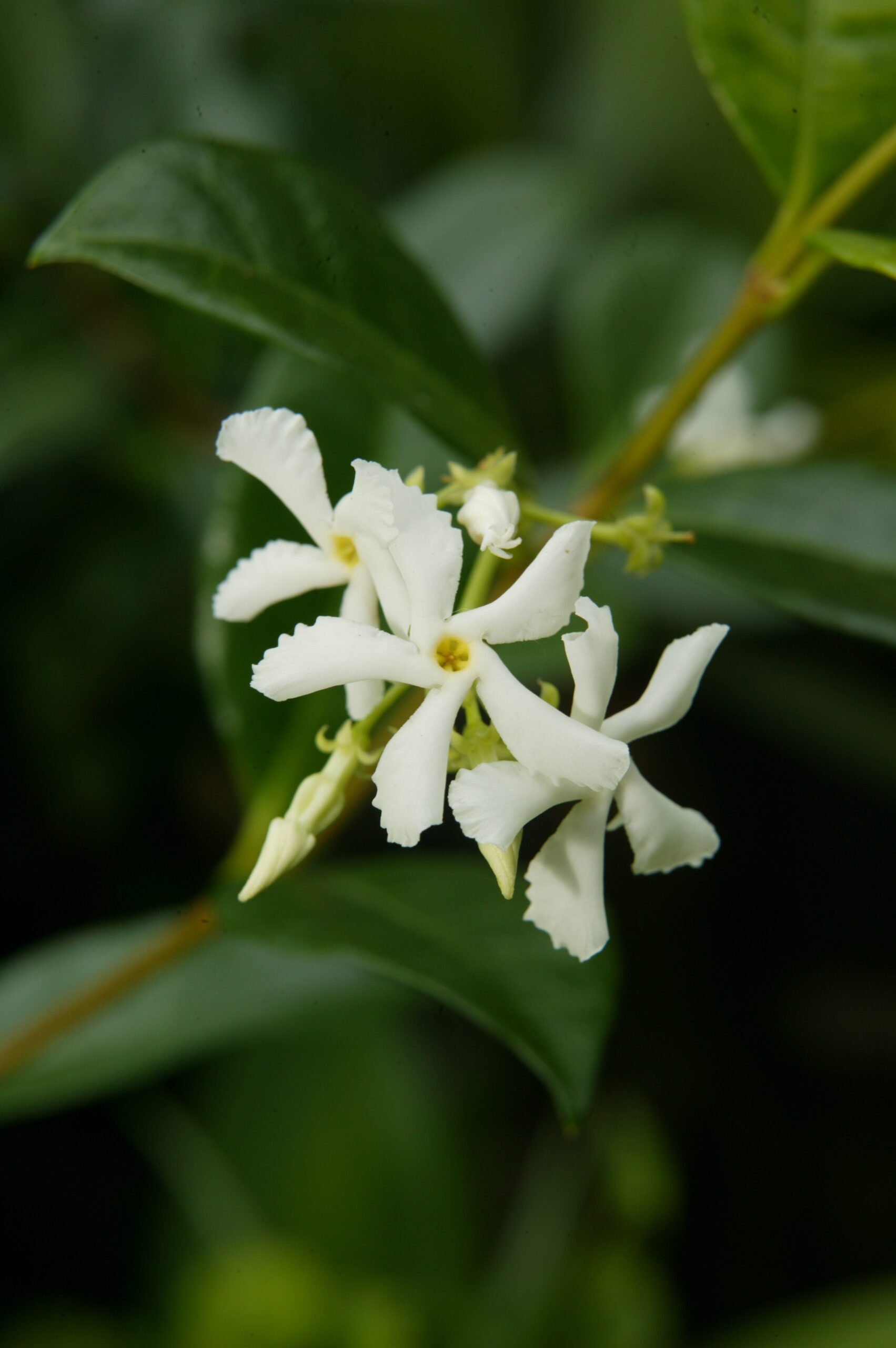 close up of star jasmine flower
