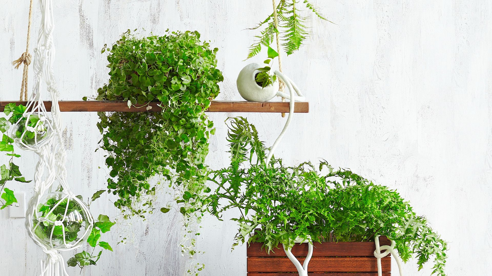 7 cascading plants that turn a boring pot into a showstopper
