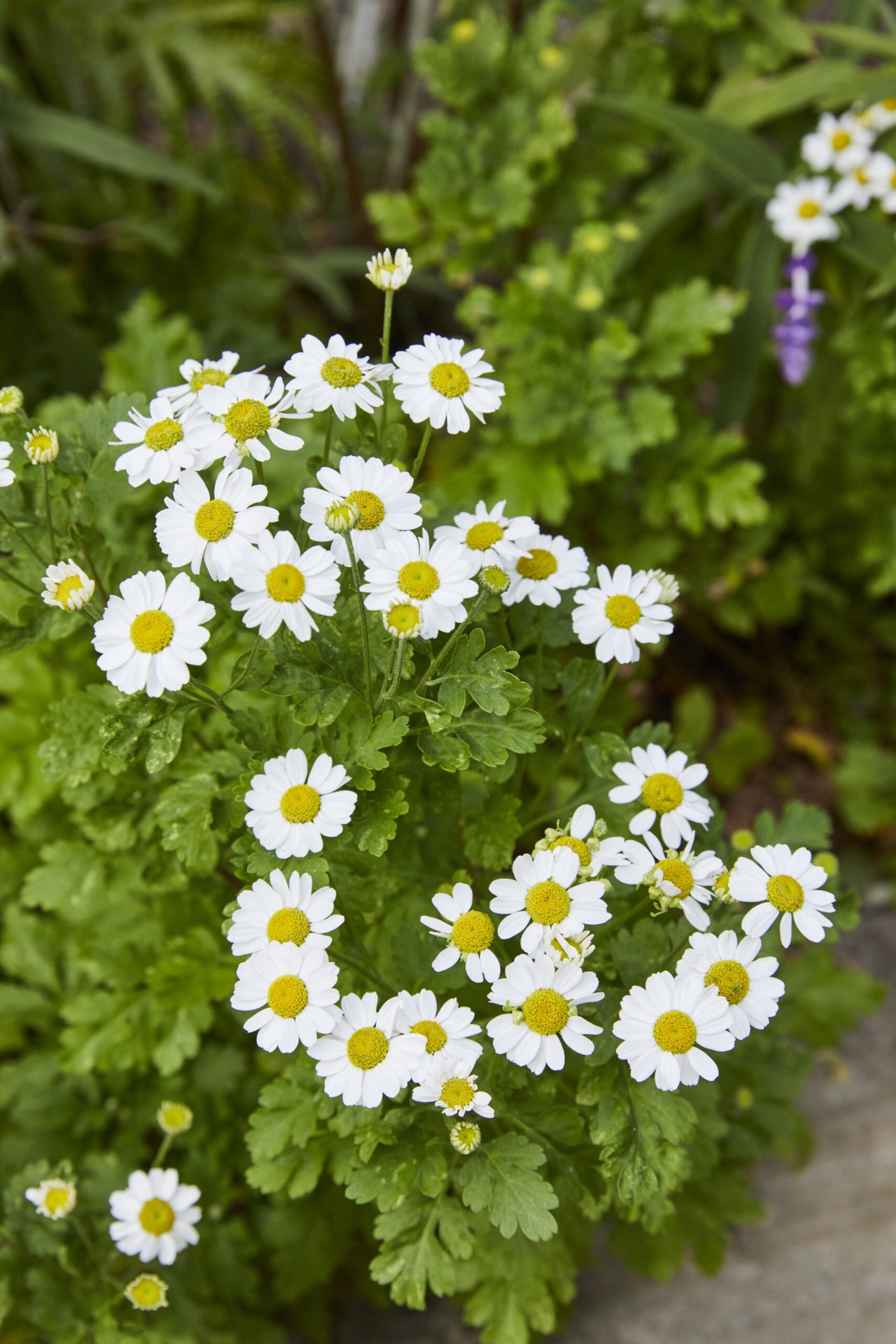 close up of chamomile daisies