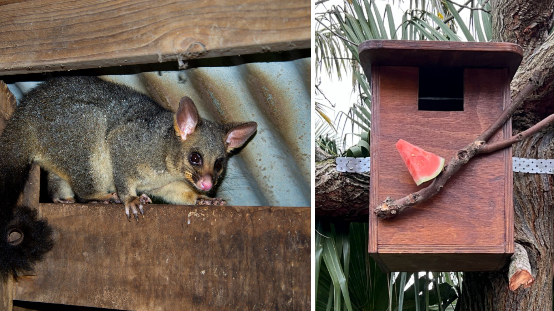 How to build your own possum box