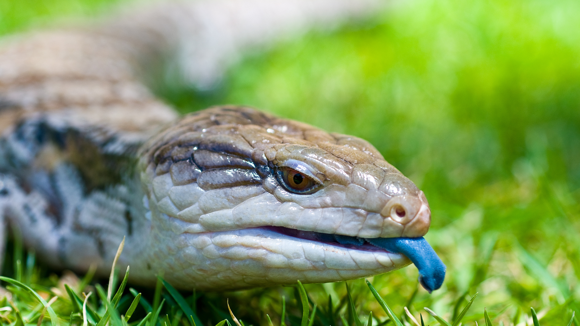 Snake expert debunks popular blue-tongue lizard myth