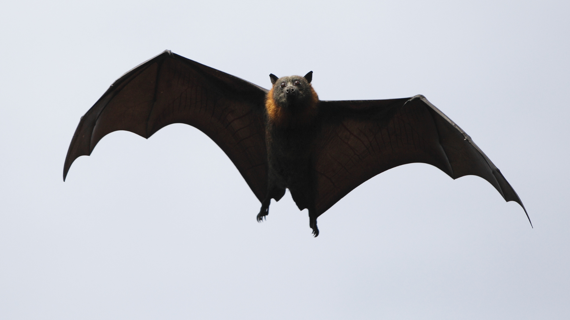 This backyard visitor could fix your struggling native trees