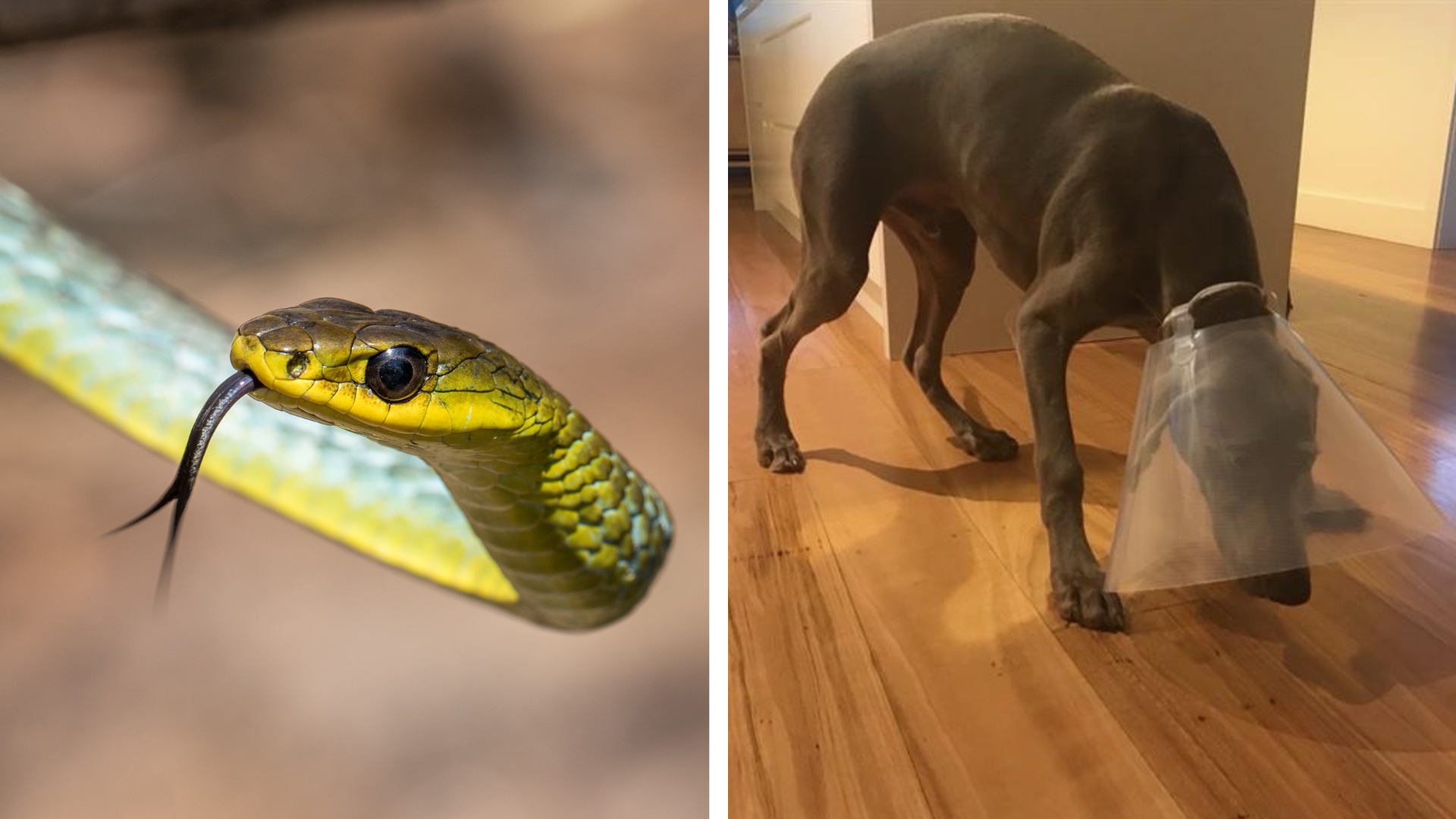 Signs of snake bite in dogs and what to do: ‘I know how scary it can be’