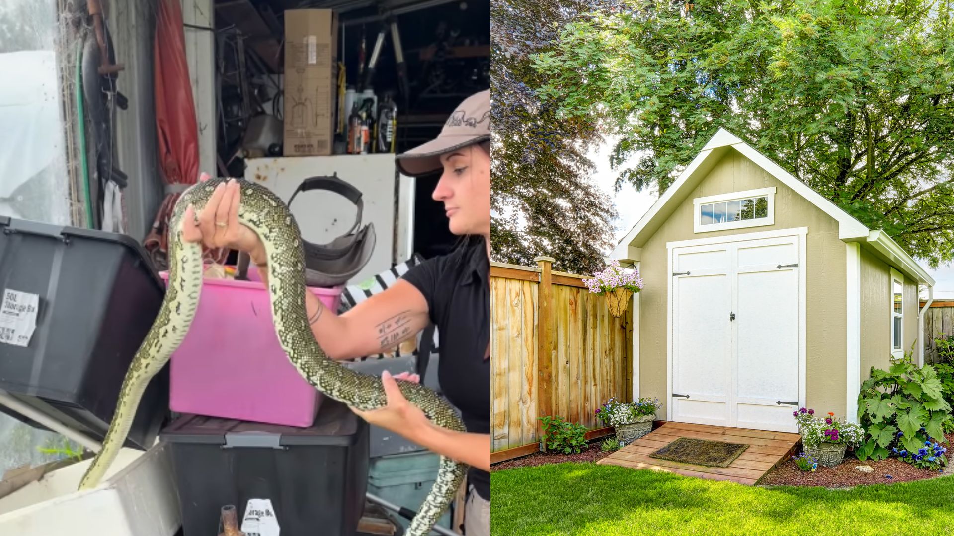 Snake catcher warns what happens to snakes when it rains