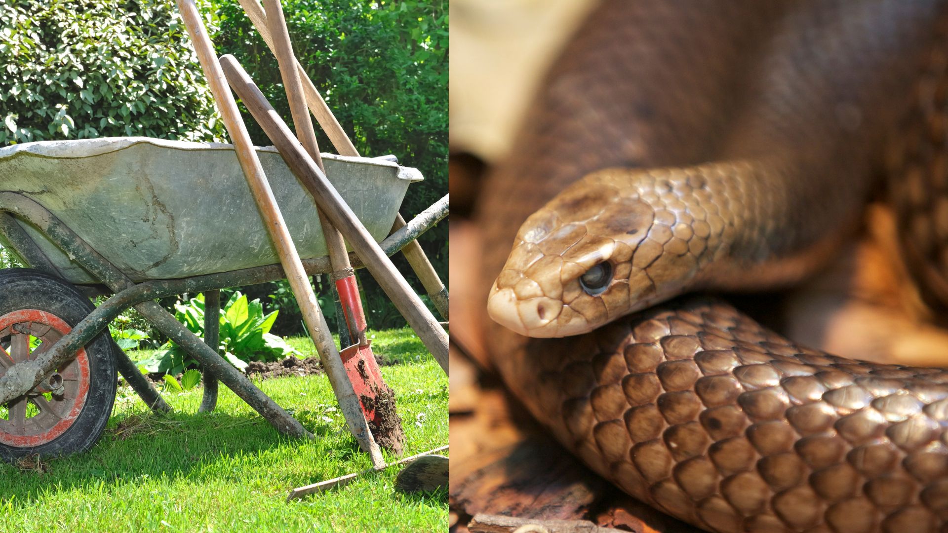 The #1 mistake that gets Australians bitten by backyard snakes (and it’s illegal)